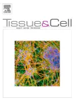 Tissue and Cell cover